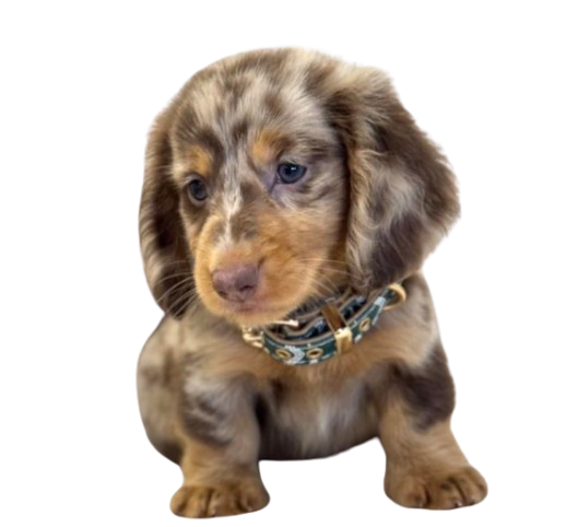 First Choice Dachshunds