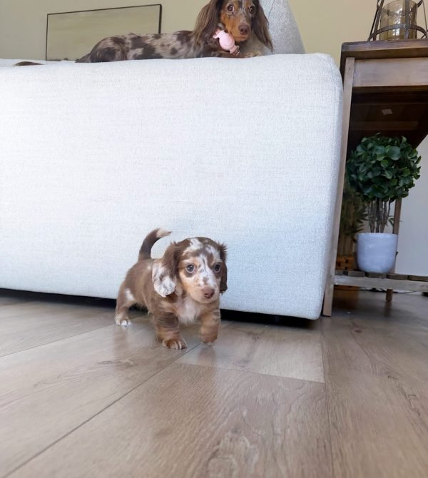 Bobi, Miniature dachshund