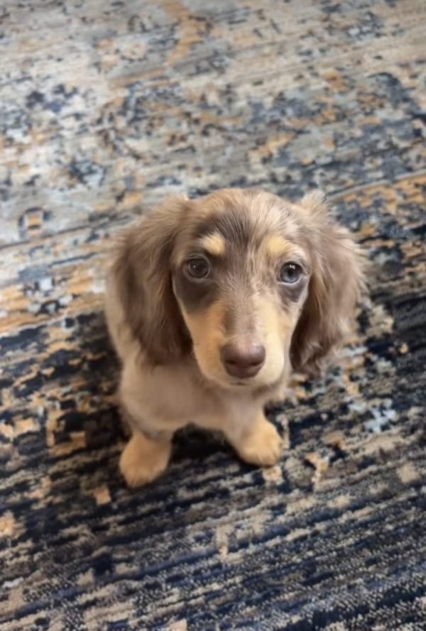 Tilly, Dachshund