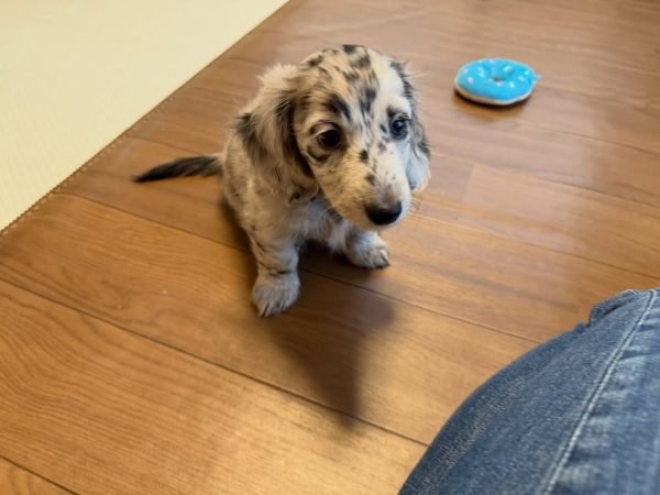 Jude, Dachshund