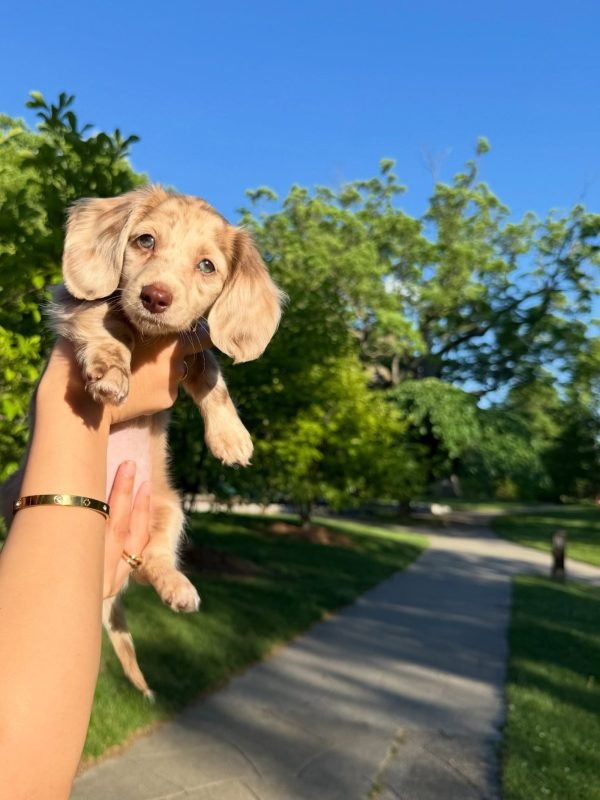 Roxie, Dachshund