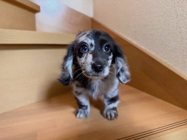 Rose, Dachshund