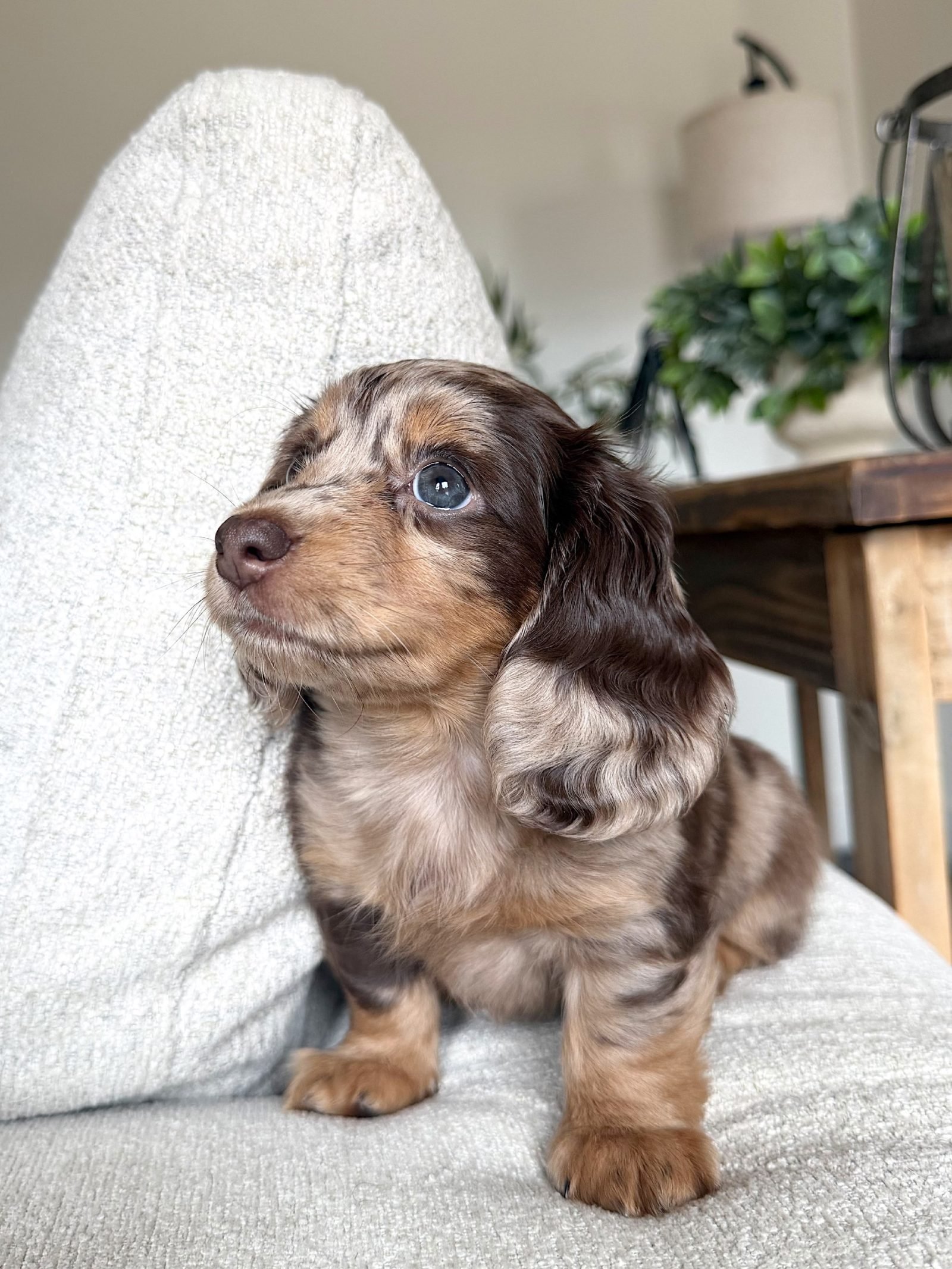Lila