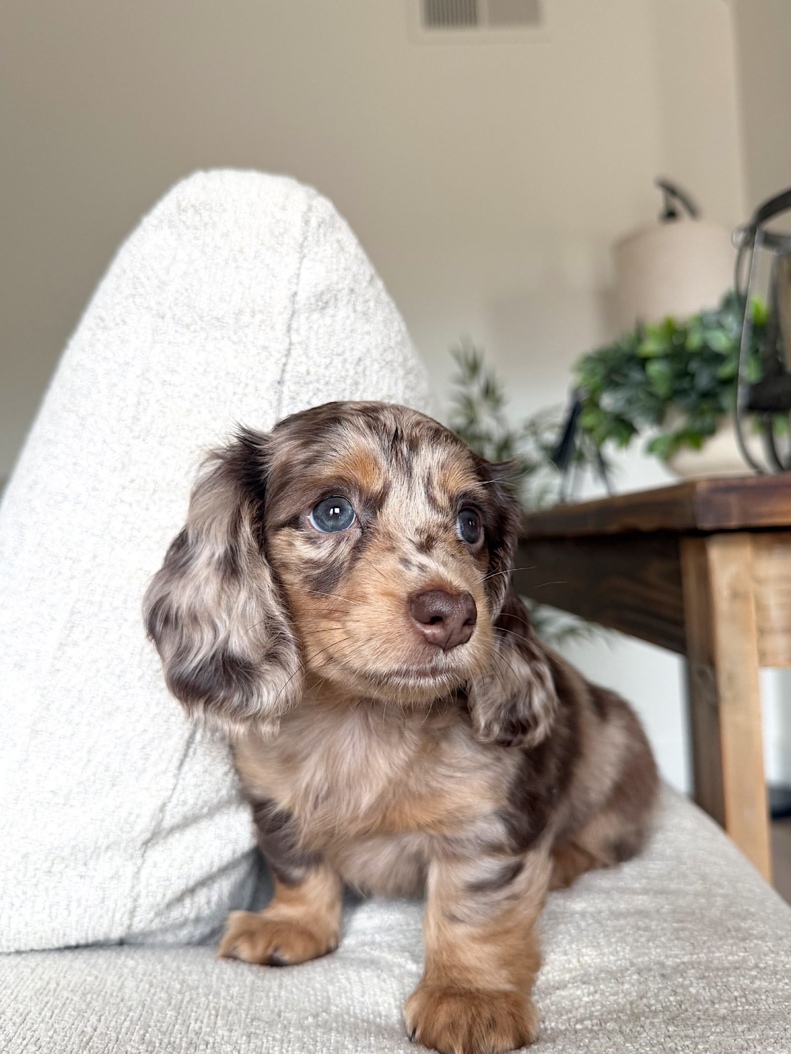 Lila