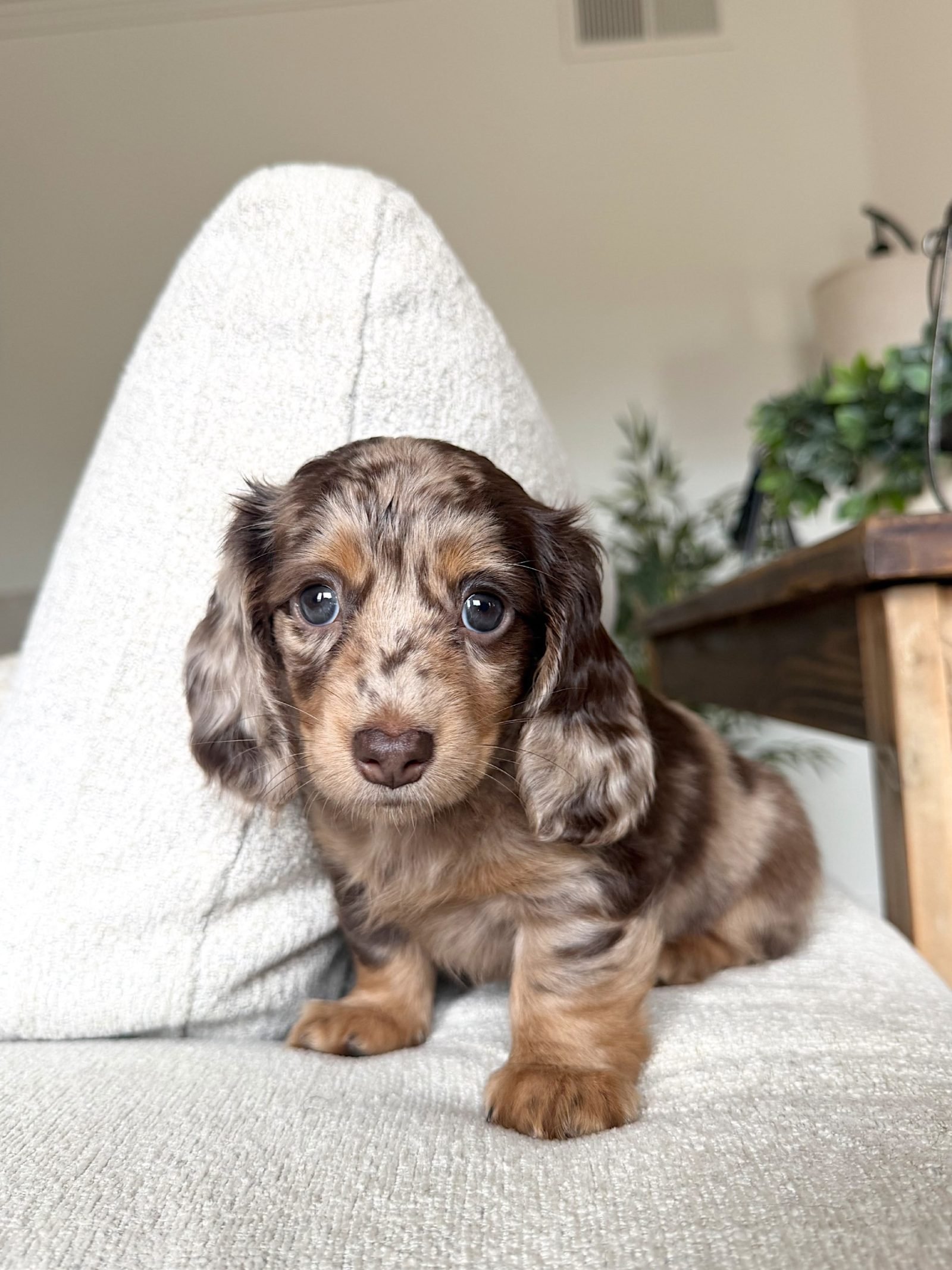 Lila