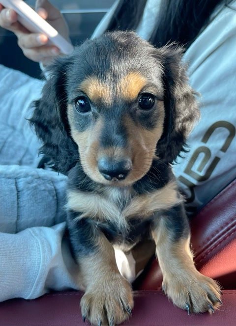 Tania James's puppy