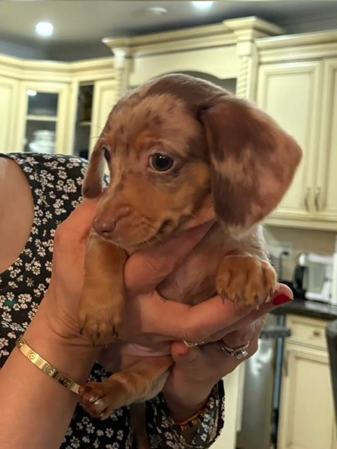 Emily Karia.'s puppy